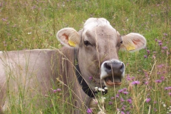 alpen0017